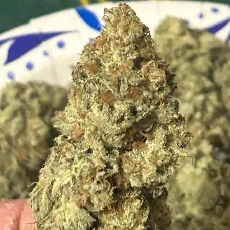 Purple majik temple kush f2