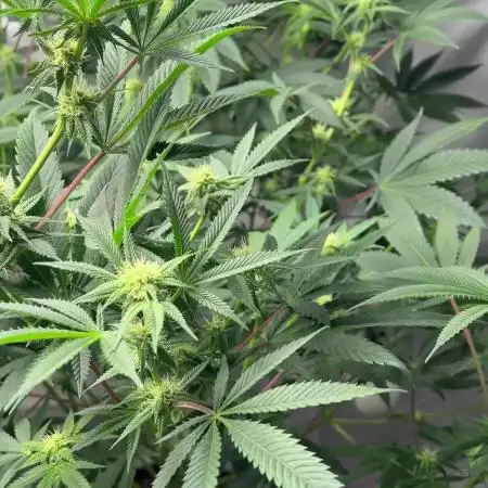 Purple majik temple kush f2