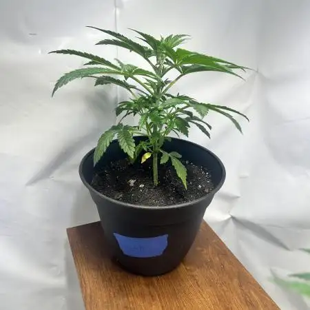 Super lemon haze