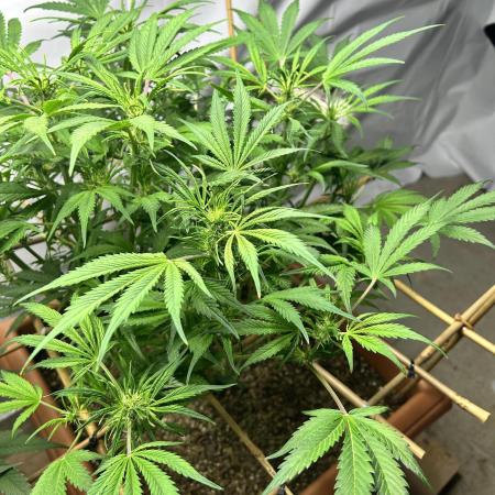 Candy my 1st auto