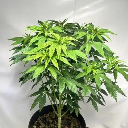 Super lemon haze