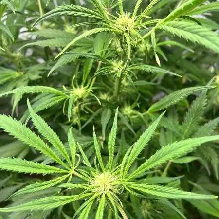 Candy my 1st auto