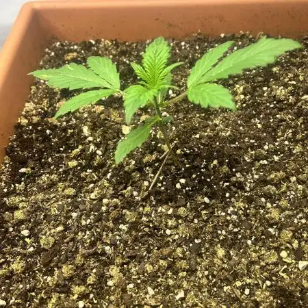 Candy my 1st auto