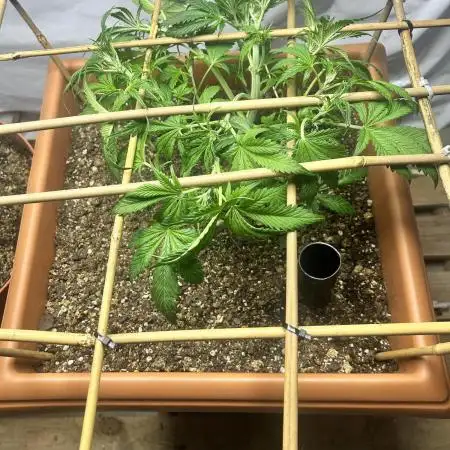 Candy my 1st auto
