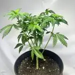 Super lemon haze