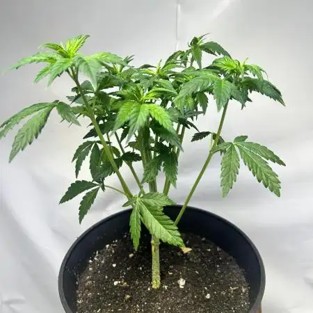 Super lemon haze