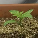 Candy my 1st auto