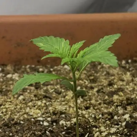 Candy my 1st auto