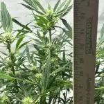Candy my 1st auto