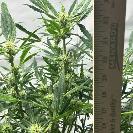Candy my 1st auto