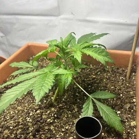 Candy my 1st auto