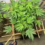 Candy my 1st auto