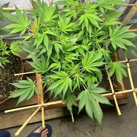 Candy my 1st auto