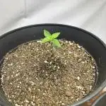 Super lemon haze
