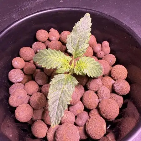 BLACK OPIUM DIVINE SEEDS
