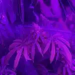 BLUE THAI KUSH