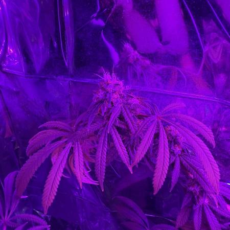 BLUE THAI KUSH