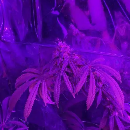 BLUE THAI KUSH