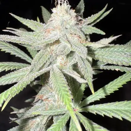 FASTBUDS GORILLA MELON/APPLE FRITTER #2