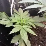 BLACK OPIUM DIVINE SEEDS
