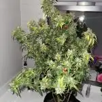 FASTBUDS GORILLA MELON/APPLE FRITTER #2