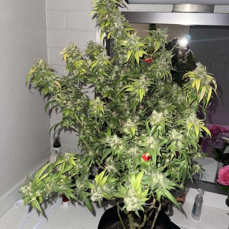 FASTBUDS GORILLA MELON/APPLE FRITTER #2