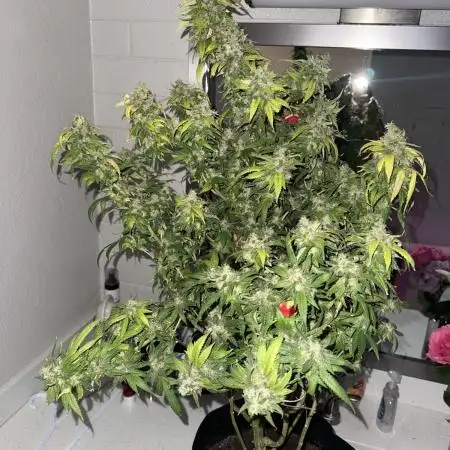 FASTBUDS GORILLA MELON/APPLE FRITTER #2