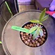 Vampire Slayah #20 BELEAF GENETICS