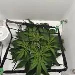 BLACK OPIUM DIVINE SEEDS