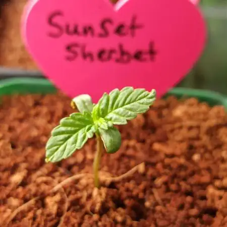 Sunset Sherbet