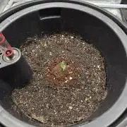 Guava Sundae Auto
