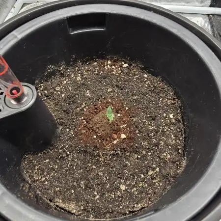 Guava Sundae Auto (The Runt)