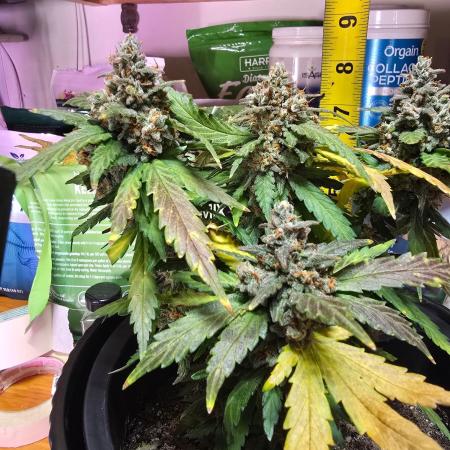 Guava Sundae Auto (The Runt)