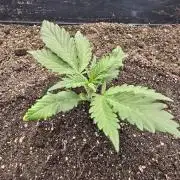 2X4 Grow
