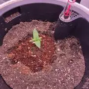 Apple Strudel Auto