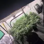 ChemDawg Tree