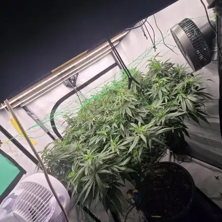 ChemDawg Tree