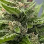 Fast buds Outdoor 2025 Purple Haze
