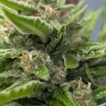 Fast buds Outdoor 2025 Purple Haze