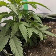 Anesia Purple Boost Highness