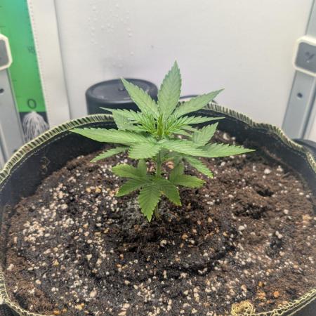 Anesia Purple Boost Highness