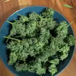 Fast buds Outdoor 2025 Purple Haze