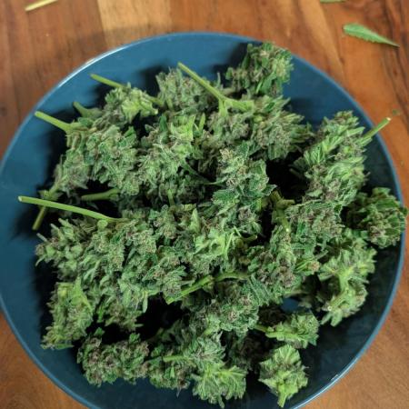 Fast buds Outdoor 2025 Purple Haze