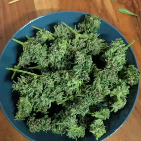 Fast buds Outdoor 2025 Purple Haze