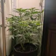 Anesia Purple Boost Highness