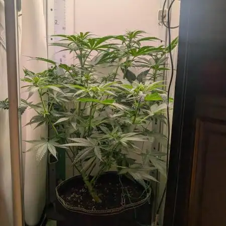 Anesia Purple Boost Highness