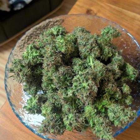 Ganja Farmer OG KuSH Fast VGrow