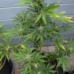 Fast buds Outdoor 2025 Purple Haze