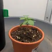 Anesia Purple Boost Highness