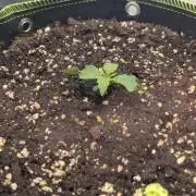 Ganja Farmer OG KuSH Fast VGrow